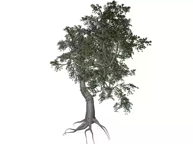 Japanese Maple Tree - 09 -