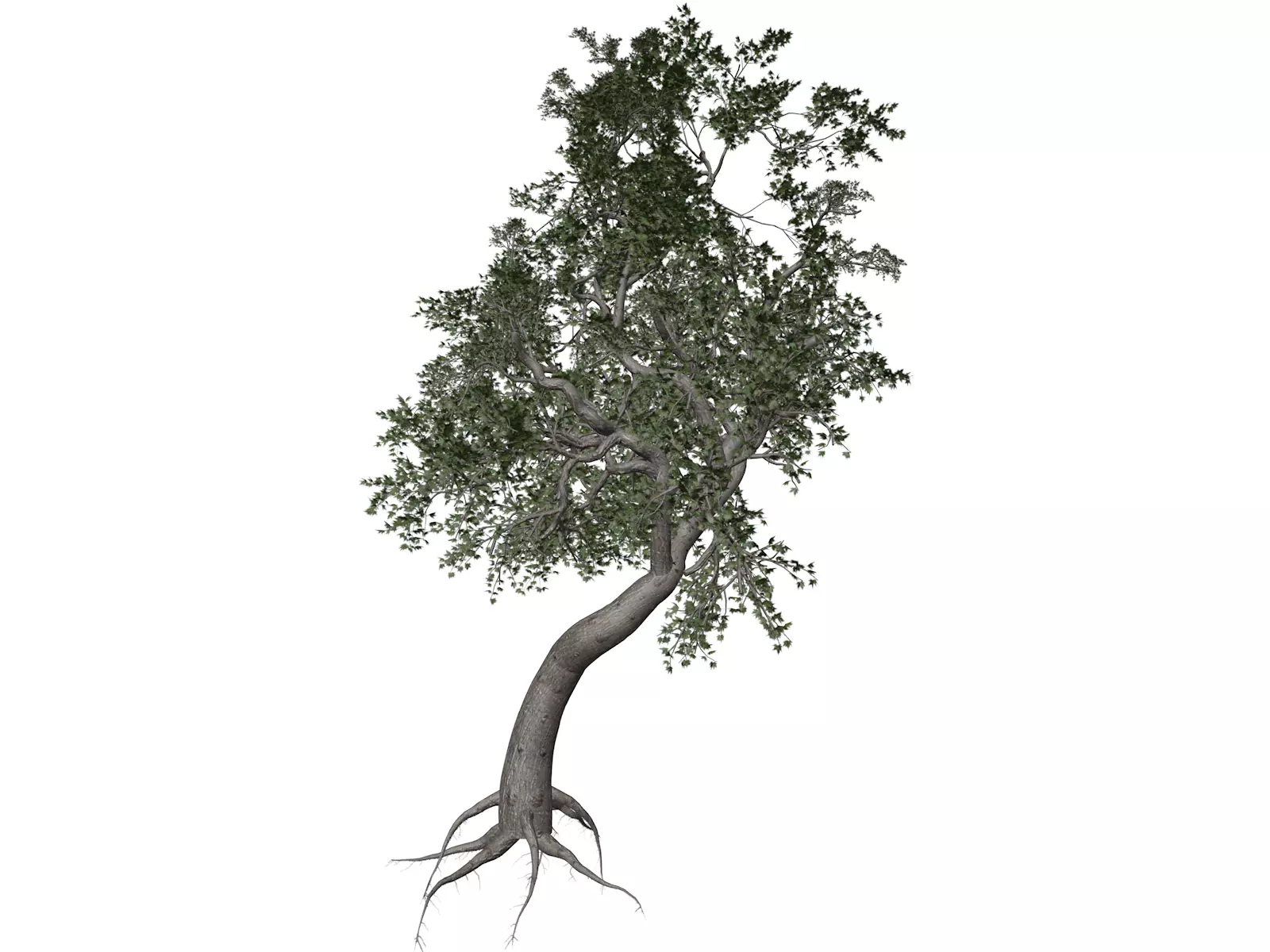 Japanese Maple Tree - 10 - 3D model_0