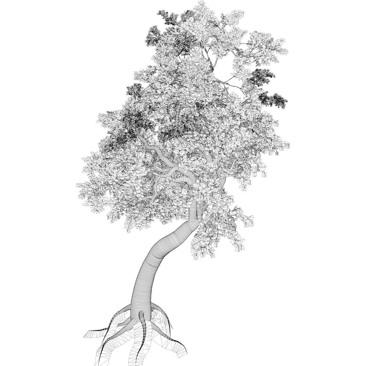 Japanese Maple Tree - 10 - 3D model_2