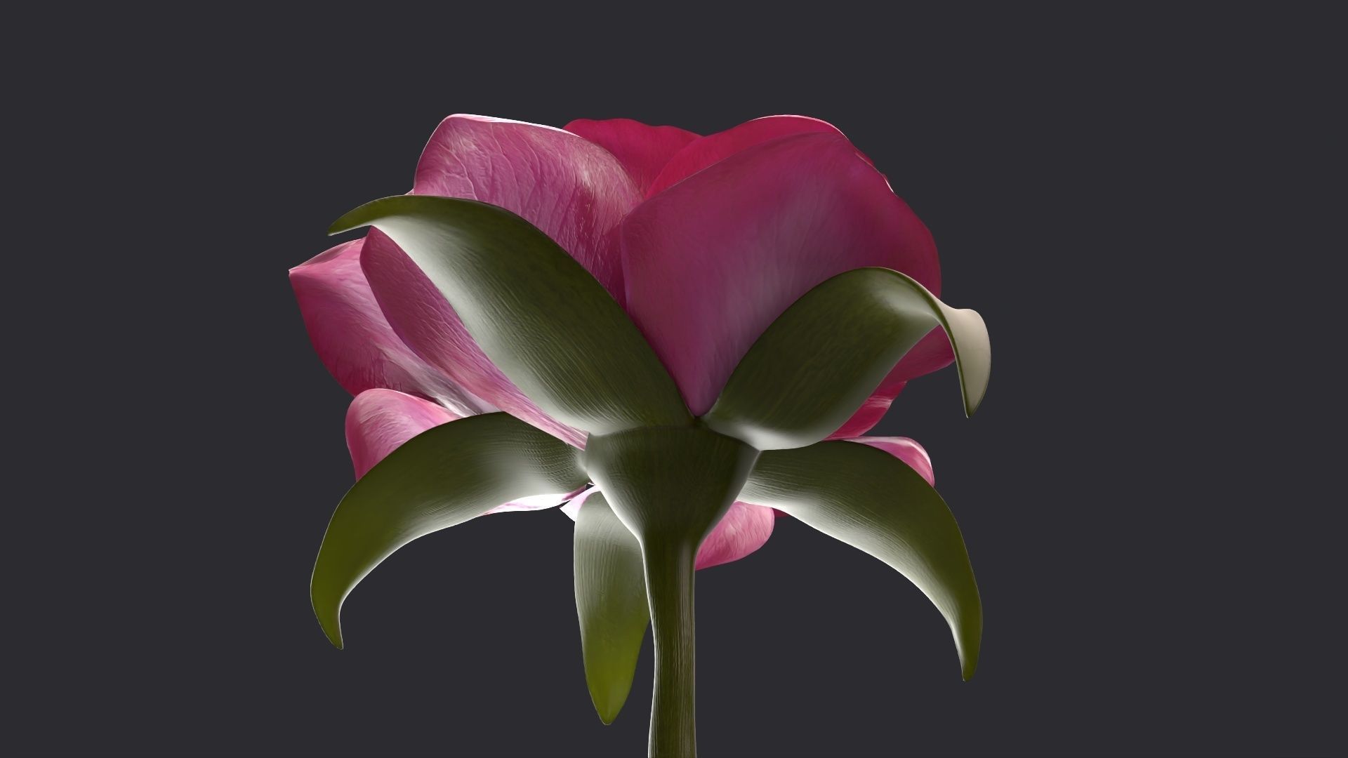 Red Rose 3D model_11