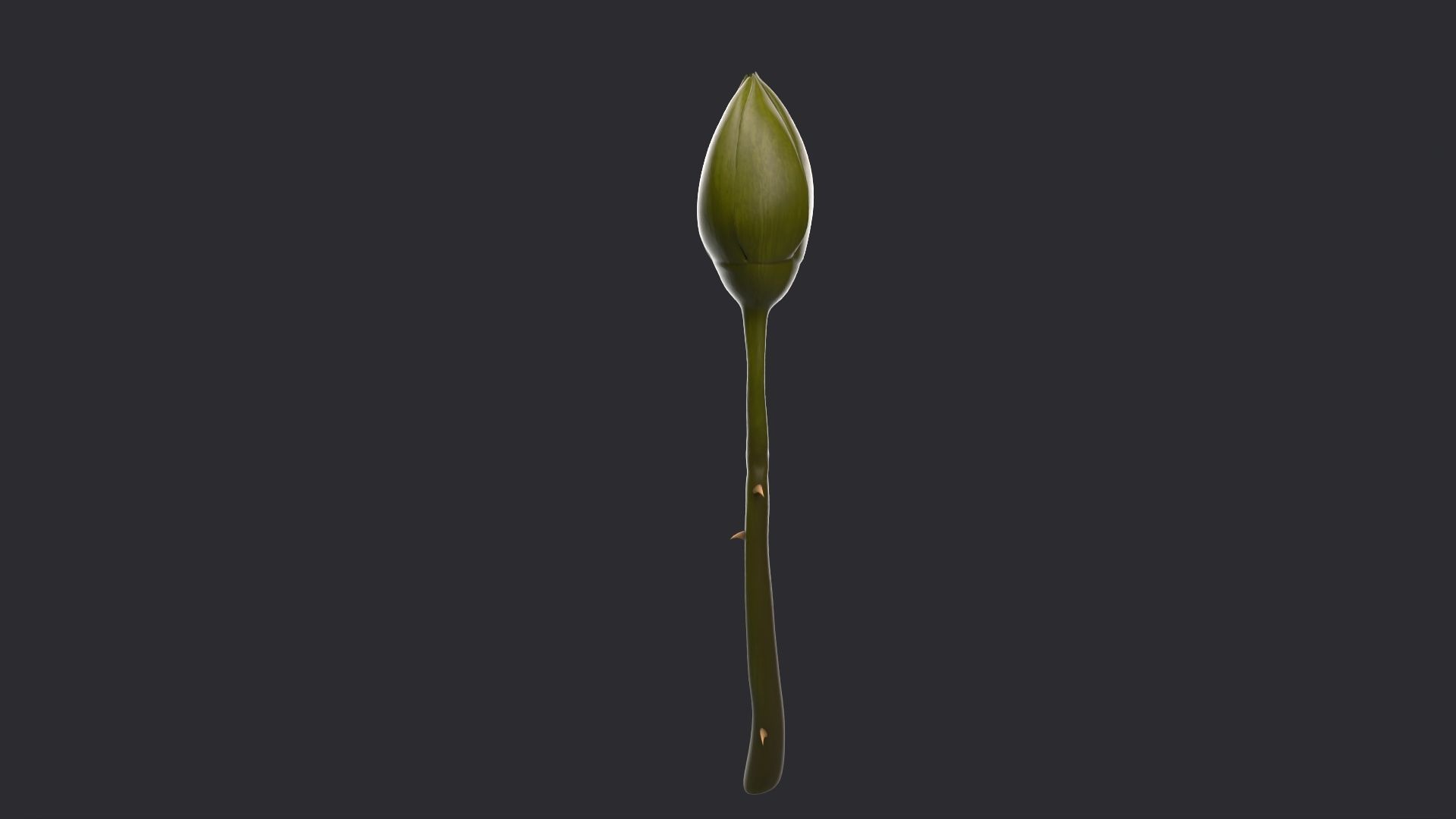 Red Rose 3D model_7