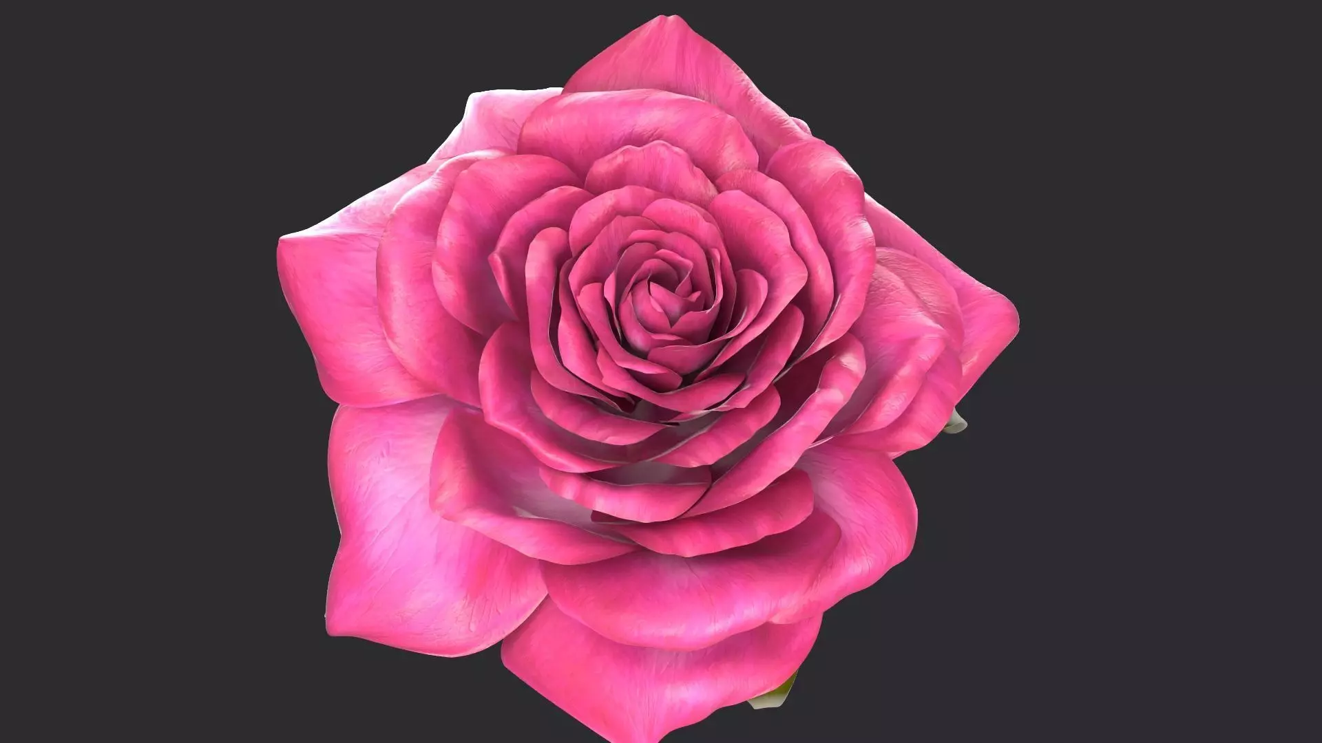 Red Rose 3D model_0
