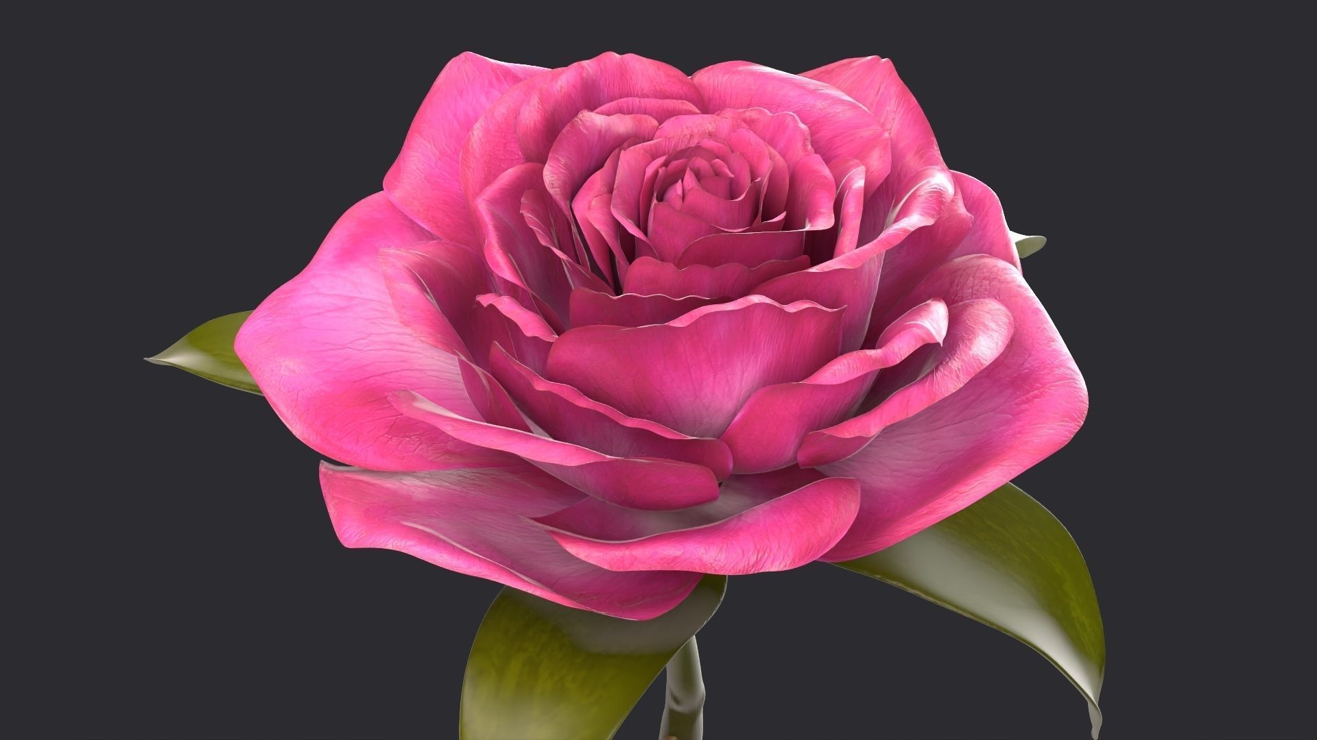 Red Rose 3D model_9
