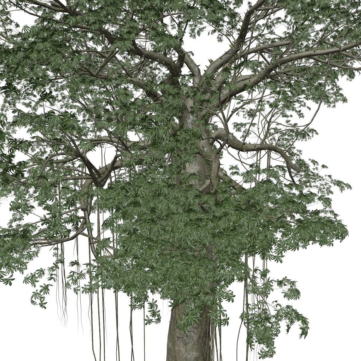 Kapok Tree - 01 - 3D model_3