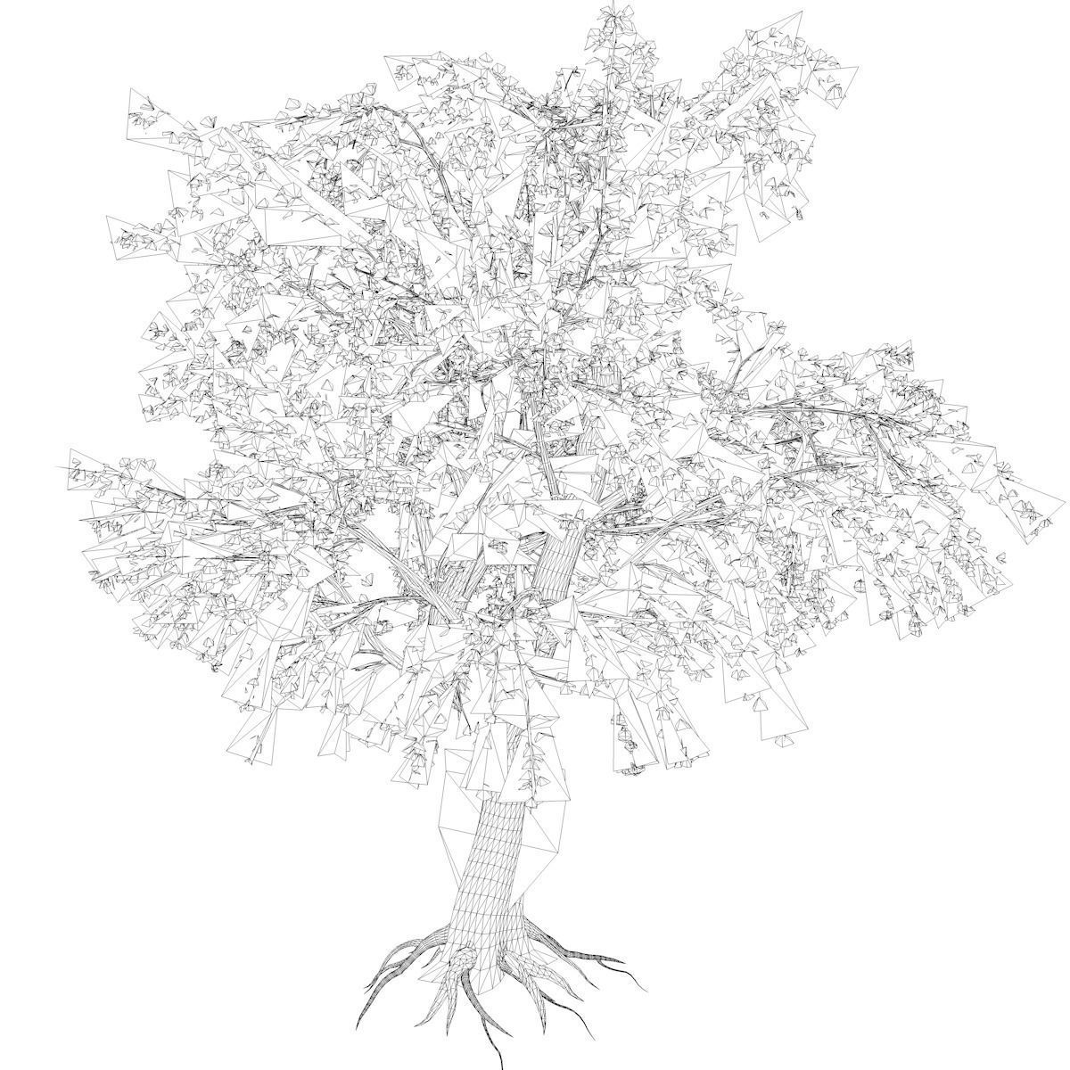 Katsura Tree - 01 - 3D model_2