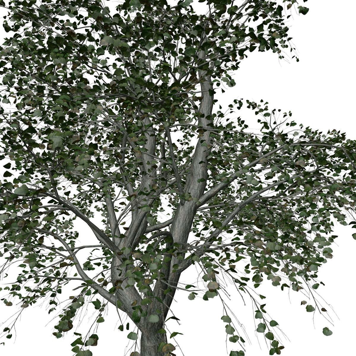 Katsura Tree - 01 - 3D model_3