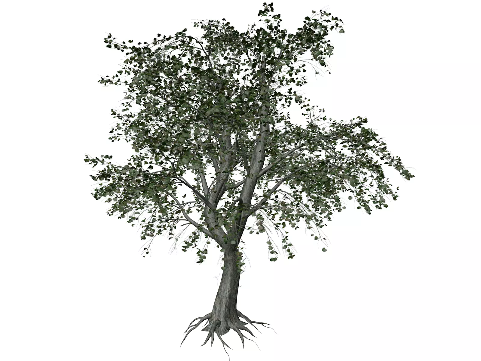 Katsura Tree - 01 - 3D model_0