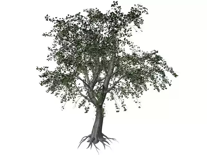 Katsura Tree - 01 - 3D model