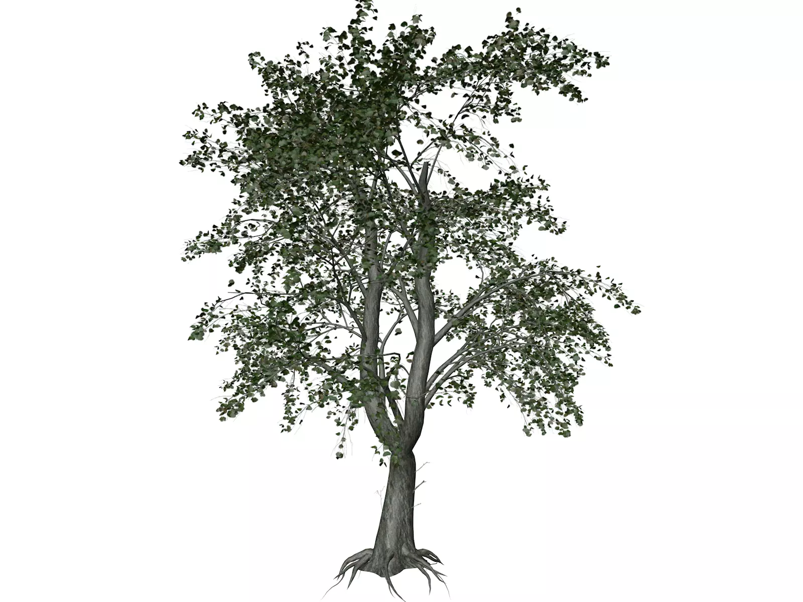 Katsura Tree - 02 - 3D model_0