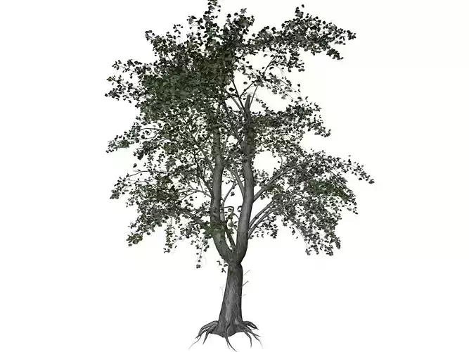 Katsura Tree - 02 - 3D model