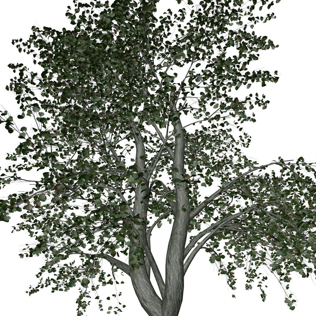 Katsura Tree - 02 - 3D model_3