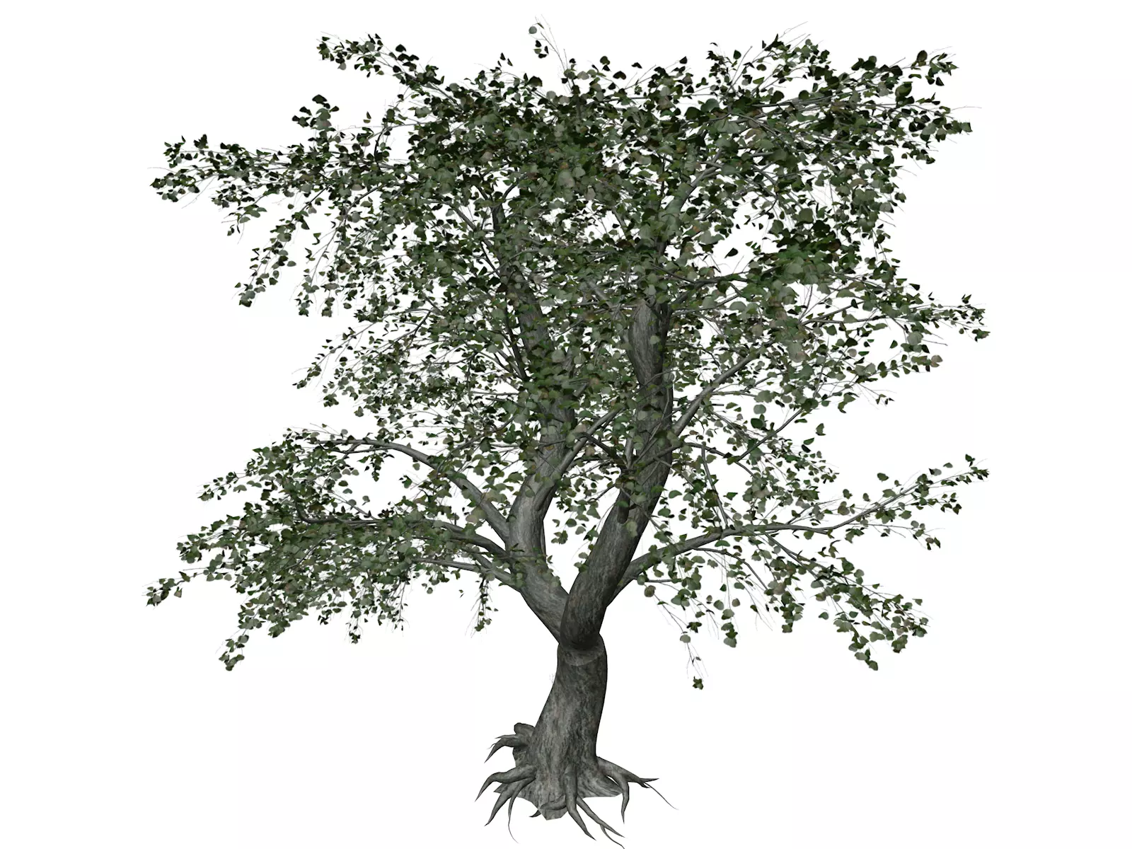 Katsura Tree - 03 - 3D model_0