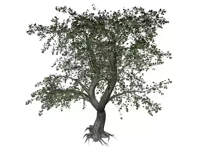 Katsura Tree - 03 - 3D model