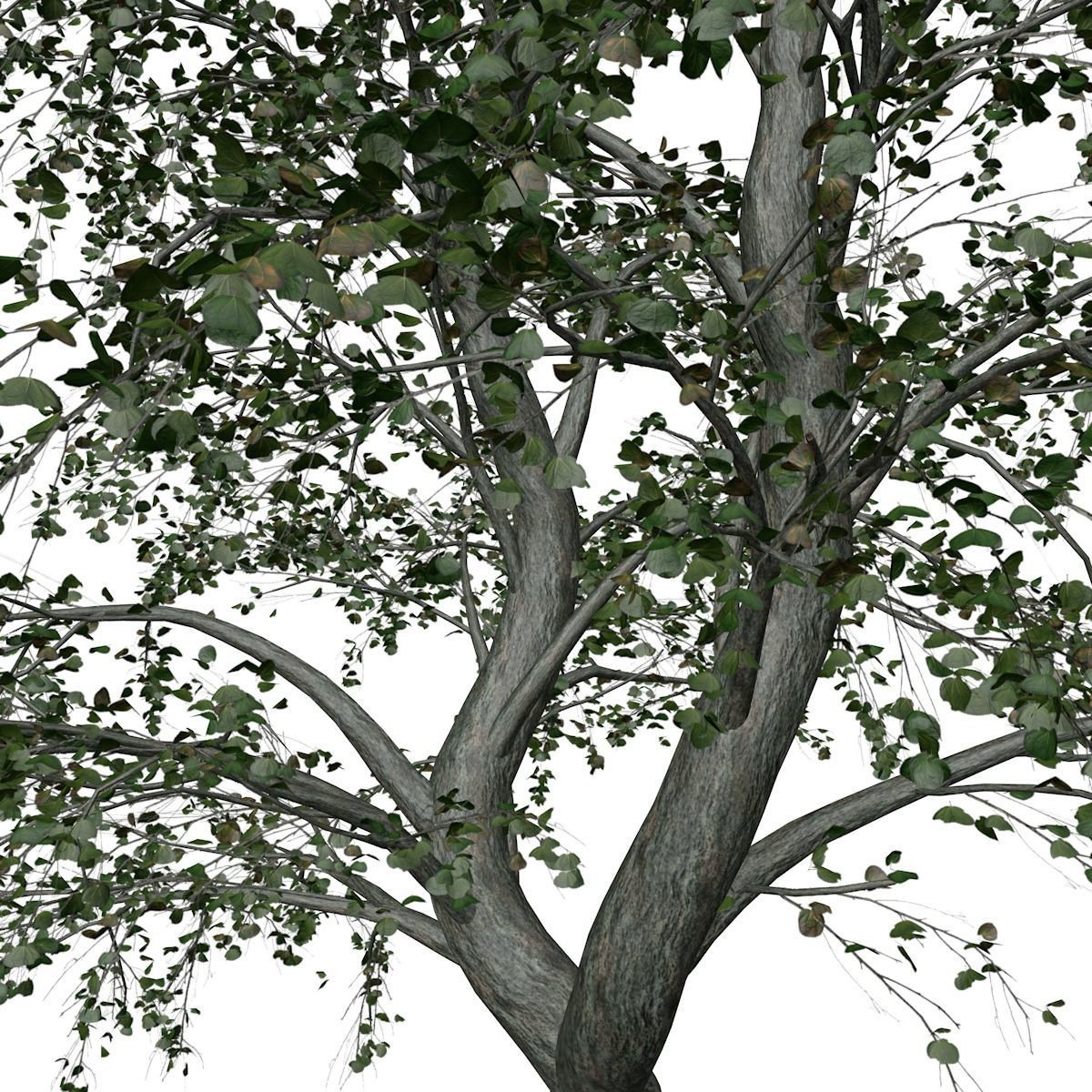Katsura Tree - 03 - 3D model_3