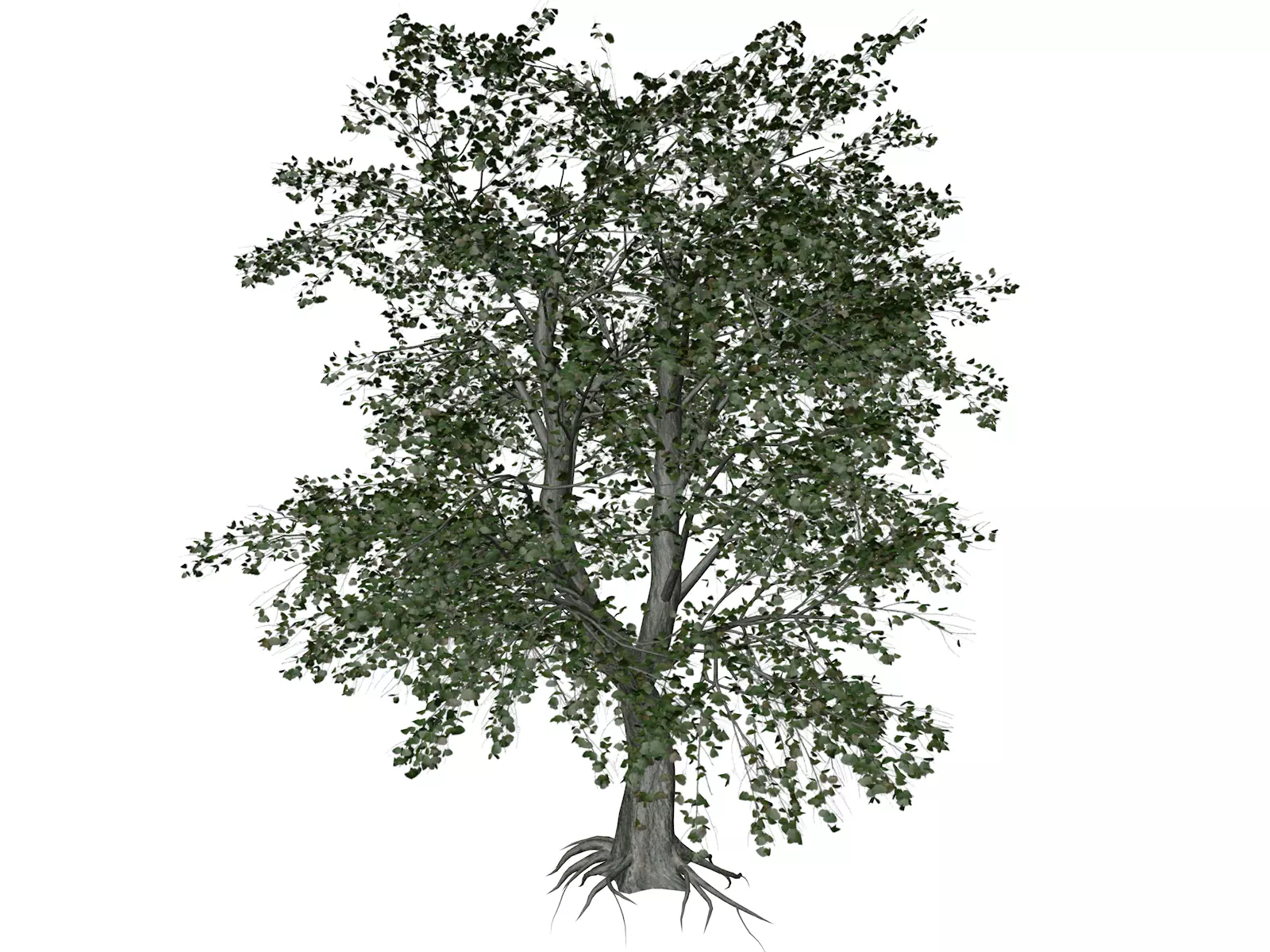 Katsura Tree - 04 - 3D model_0