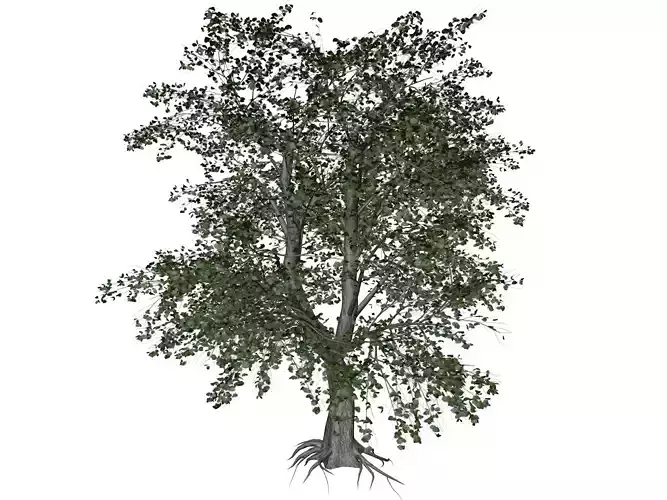 Katsura Tree - 04 - 3D model