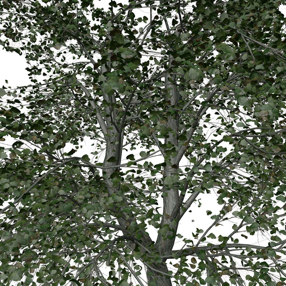 Katsura Tree - 04 - 3D model_3