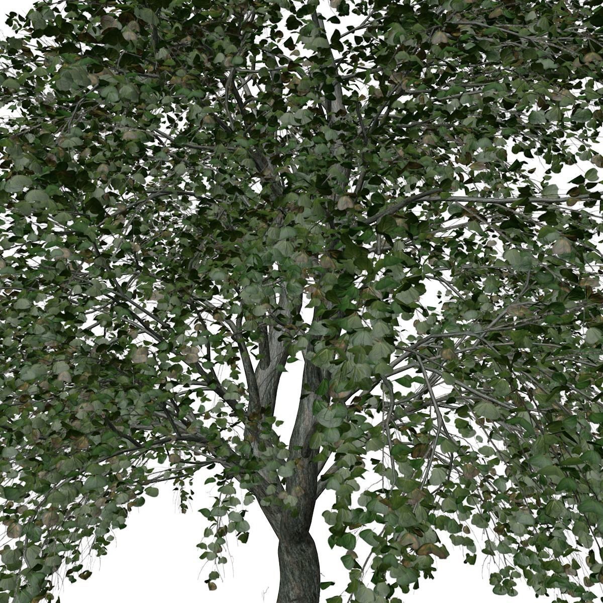 Katsura Tree - 06 - 3D model_3