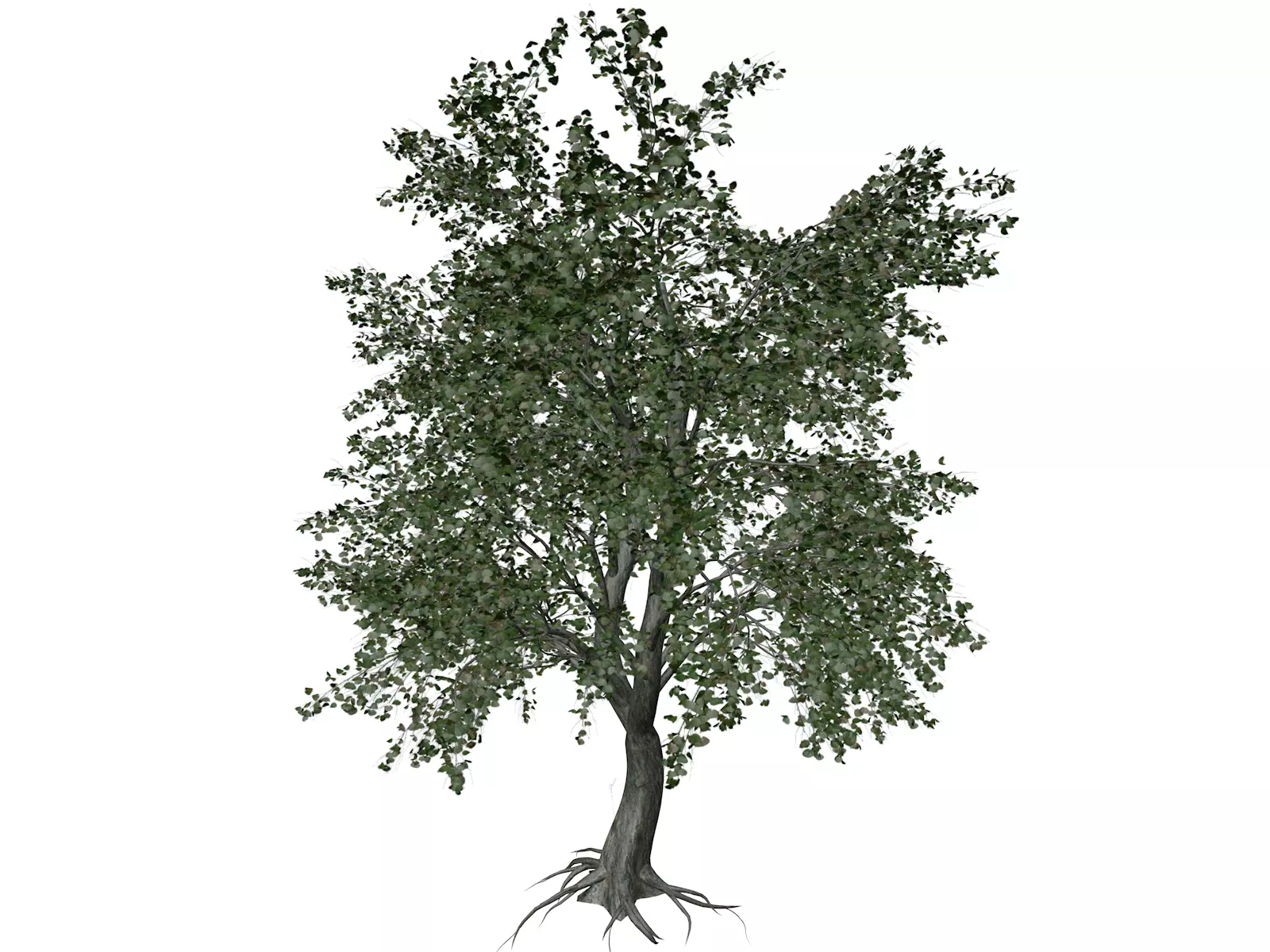 Katsura Tree - 06 - 3D model_0