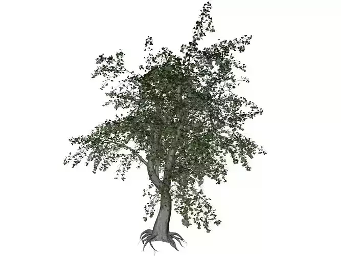 Katsura Tree - 07 - 3D model