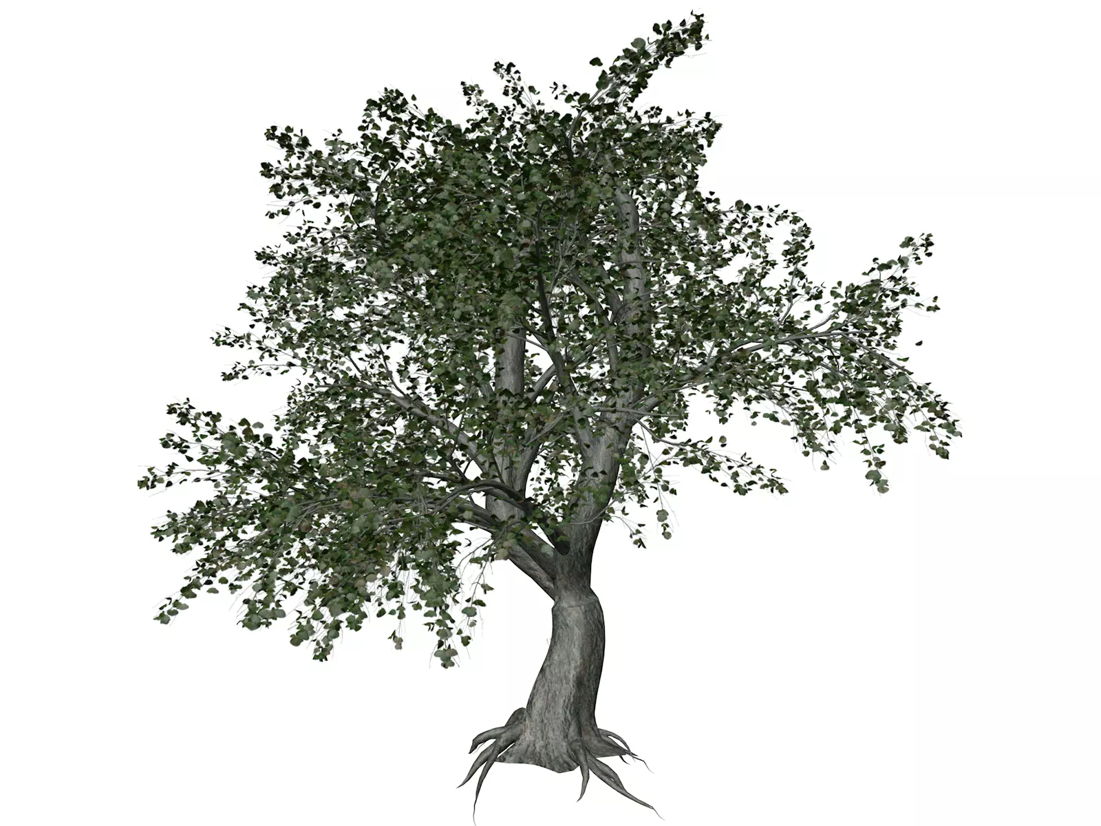 Katsura Tree - 10 - 3D model_0