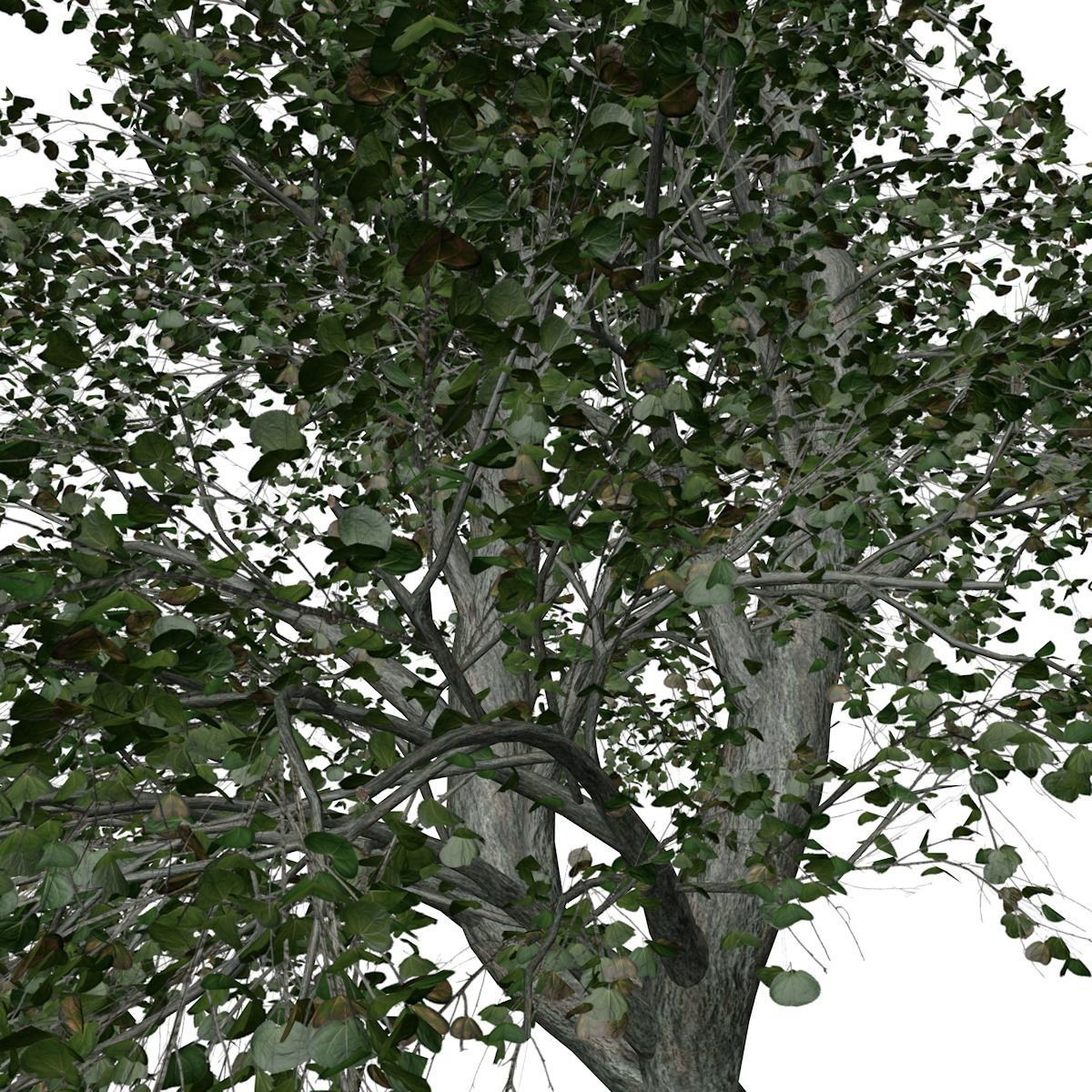 Katsura Tree - 10 - 3D model_3