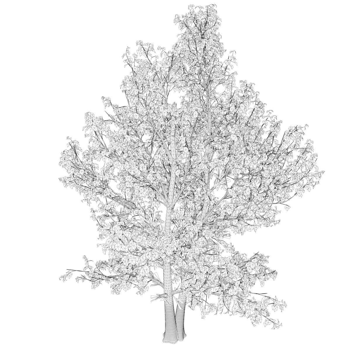 Korean Stewartia Tree - 01 - 3D model_2