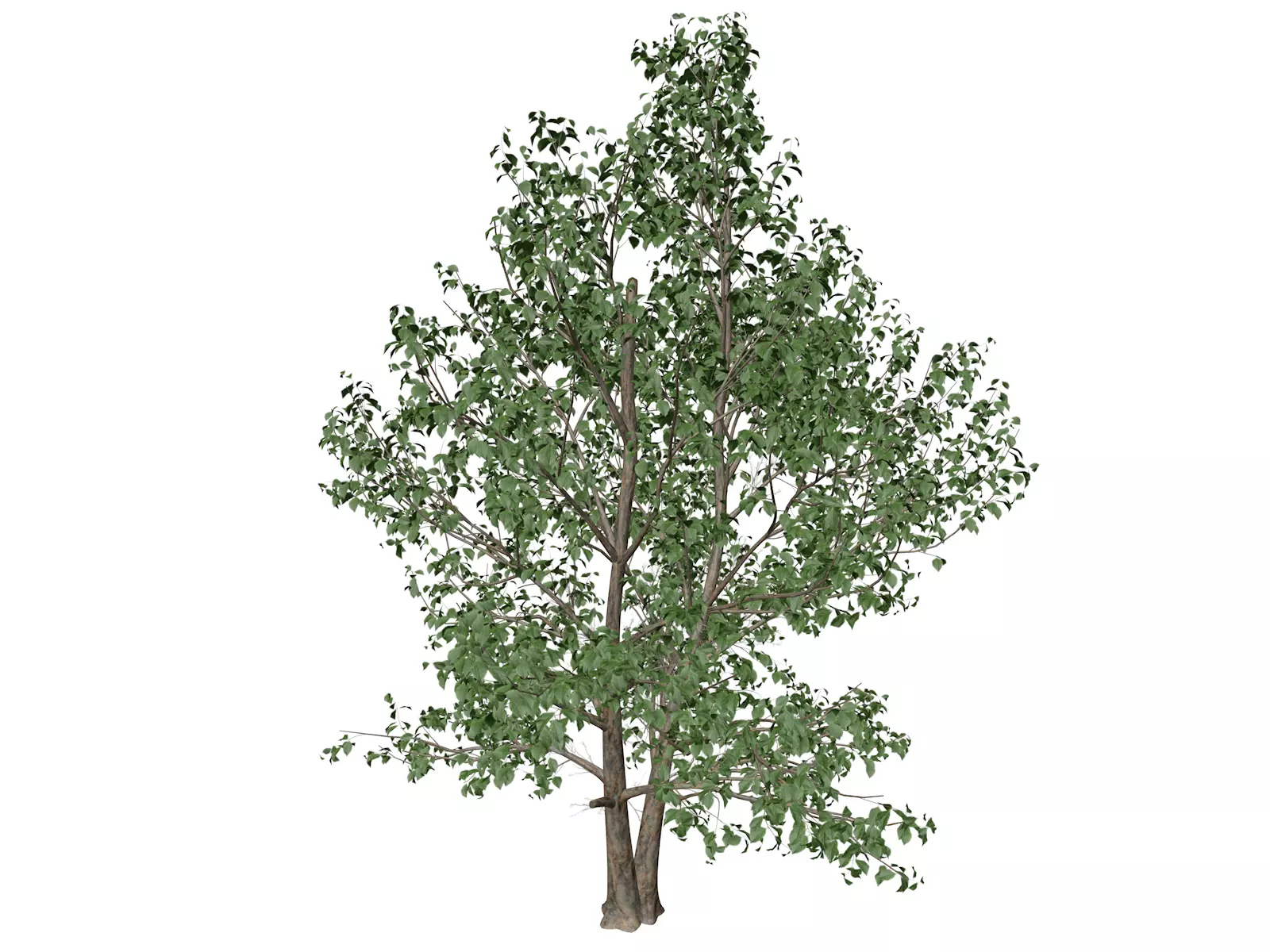 Korean Stewartia Tree - 01 - 3D model_0