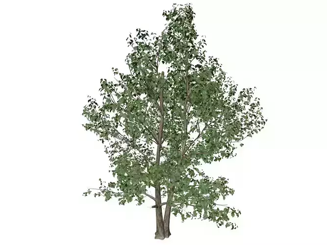Korean Stewartia Tree - 01 -