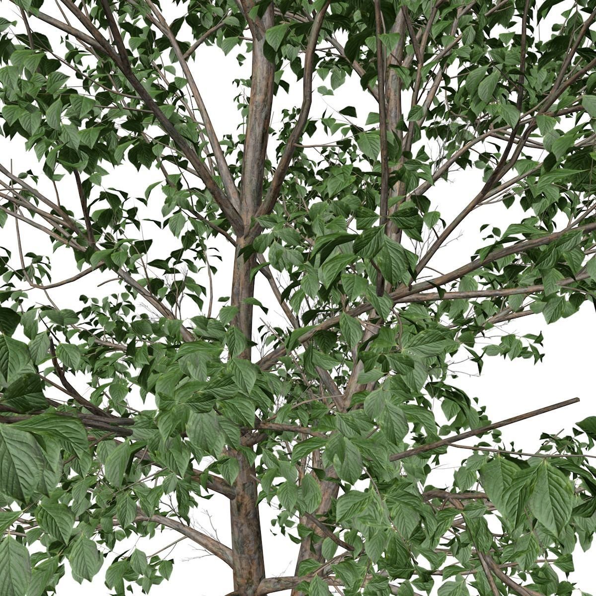 Korean Stewartia Tree - 01 - 3D model_3