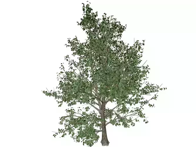 Korean Stewartia Tree - 04 -