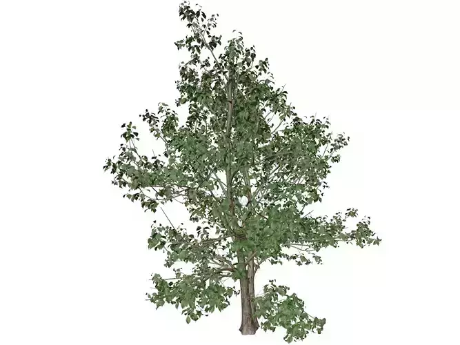 Korean Stewartia Tree - 05 -