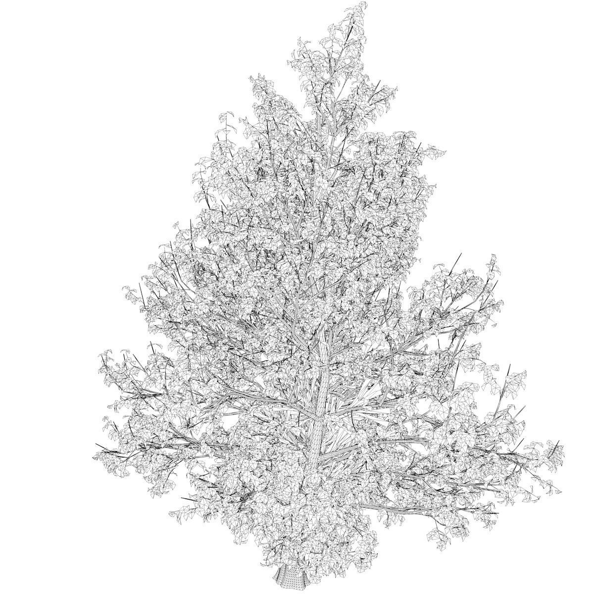 Korean Stewartia Tree - 06 - 3D model_2