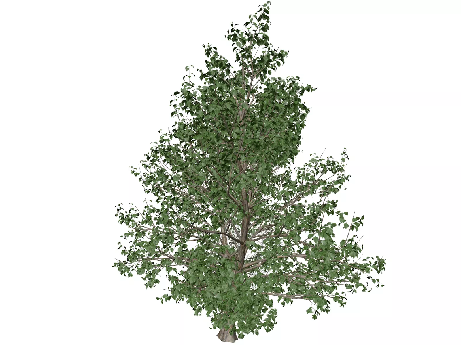 Korean Stewartia Tree - 06 - 3D model_0
