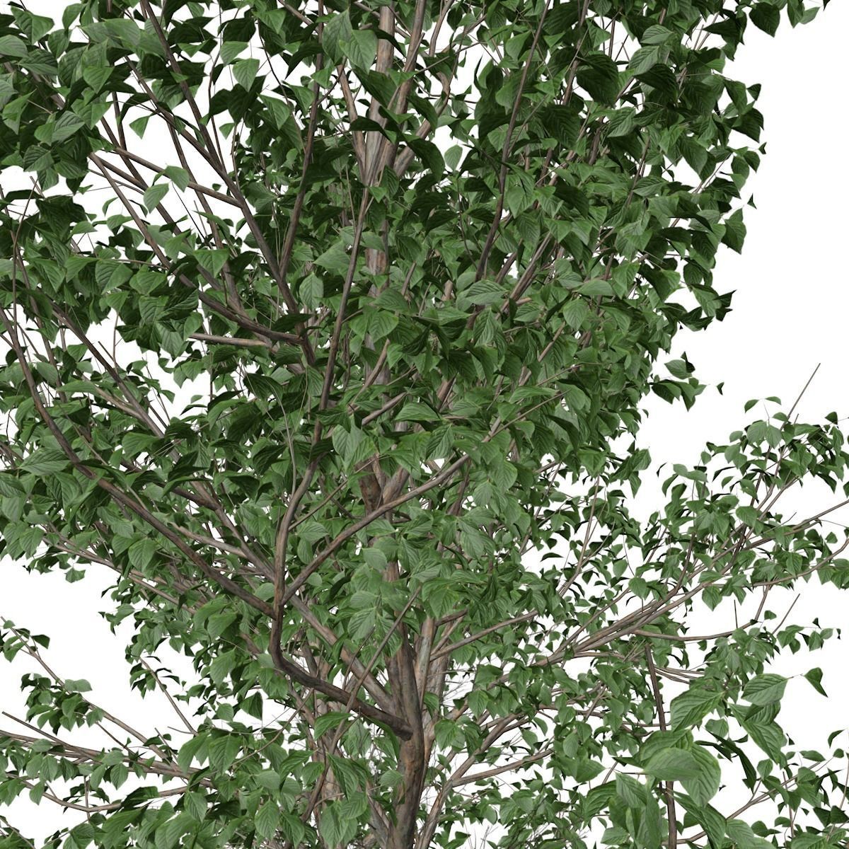 Korean Stewartia Tree - 06 - 3D model_3