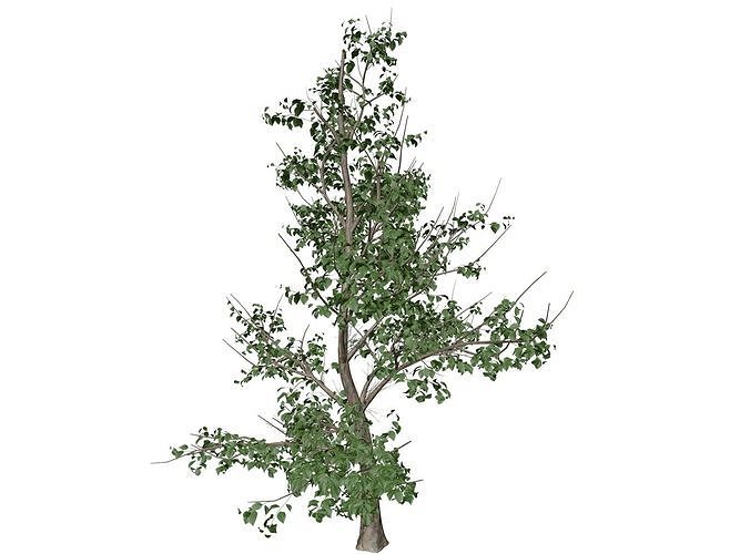 Korean Stewartia Tree - 07 - 3D model