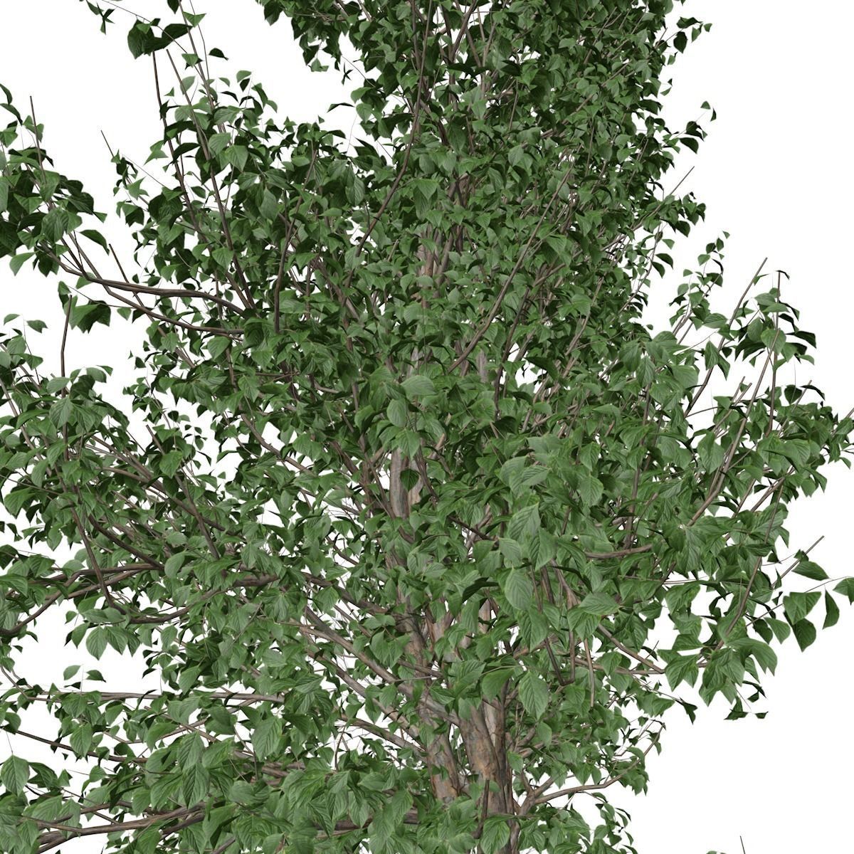 Korean Stewartia Tree - 08 - 3D model_3