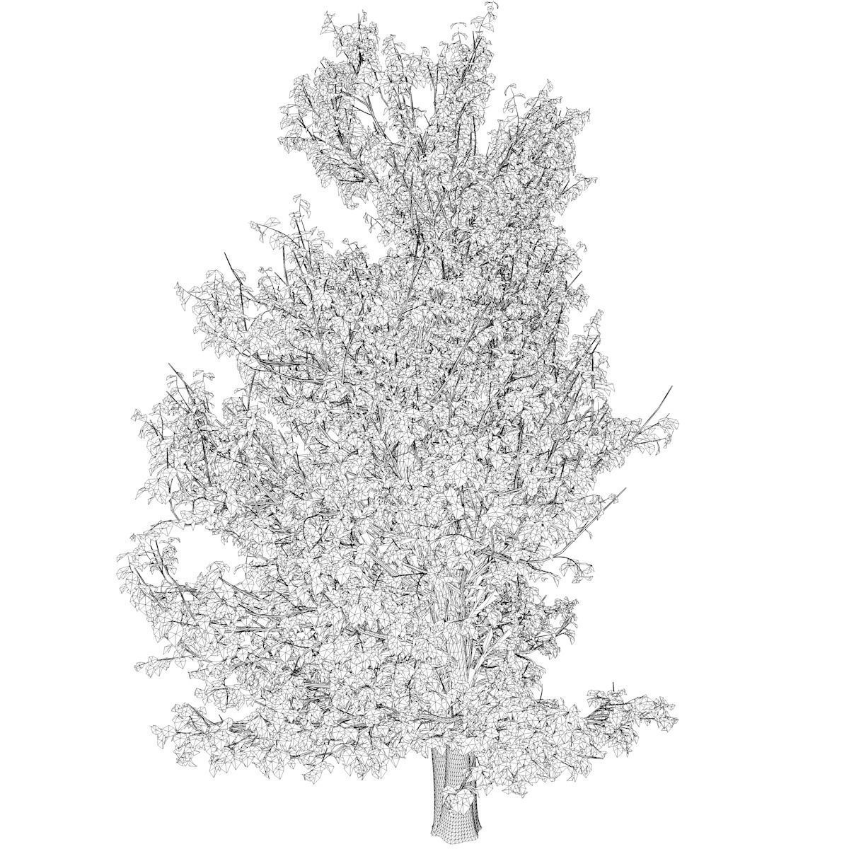 Korean Stewartia Tree - 08 - 3D model_2