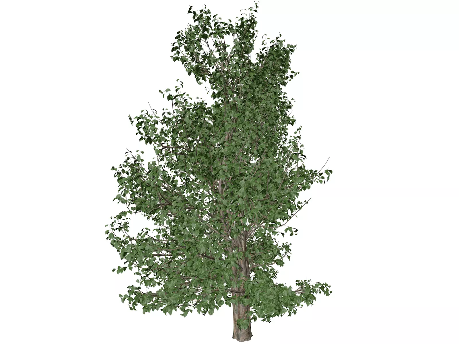 Korean Stewartia Tree - 08 - 3D model_0