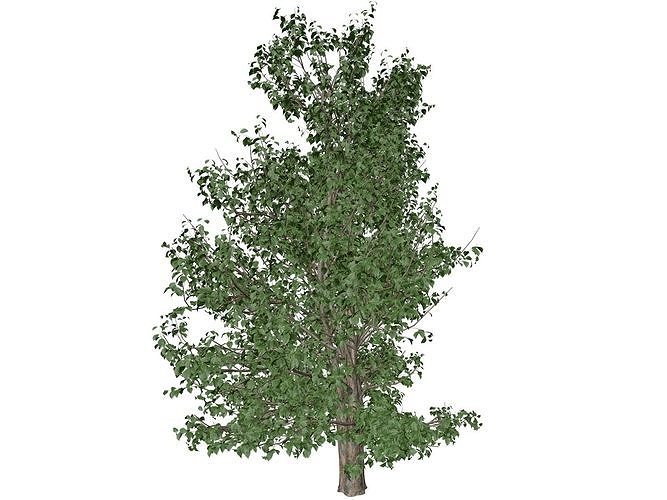 Korean Stewartia Tree - 08 - 3D model
