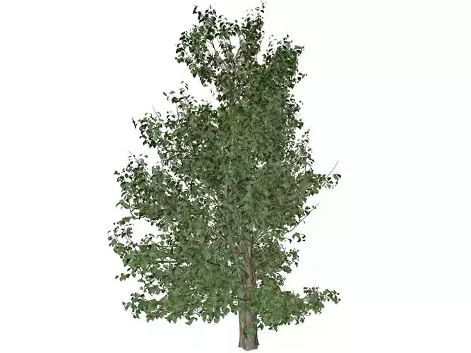 Korean Stewartia Tree - 08 -