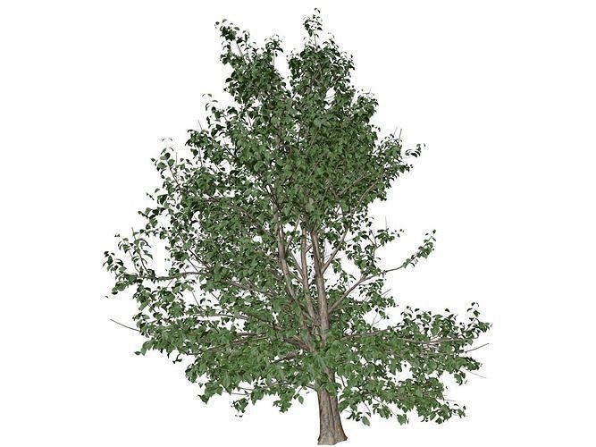 Korean Stewartia Tree - 09 - 3D model