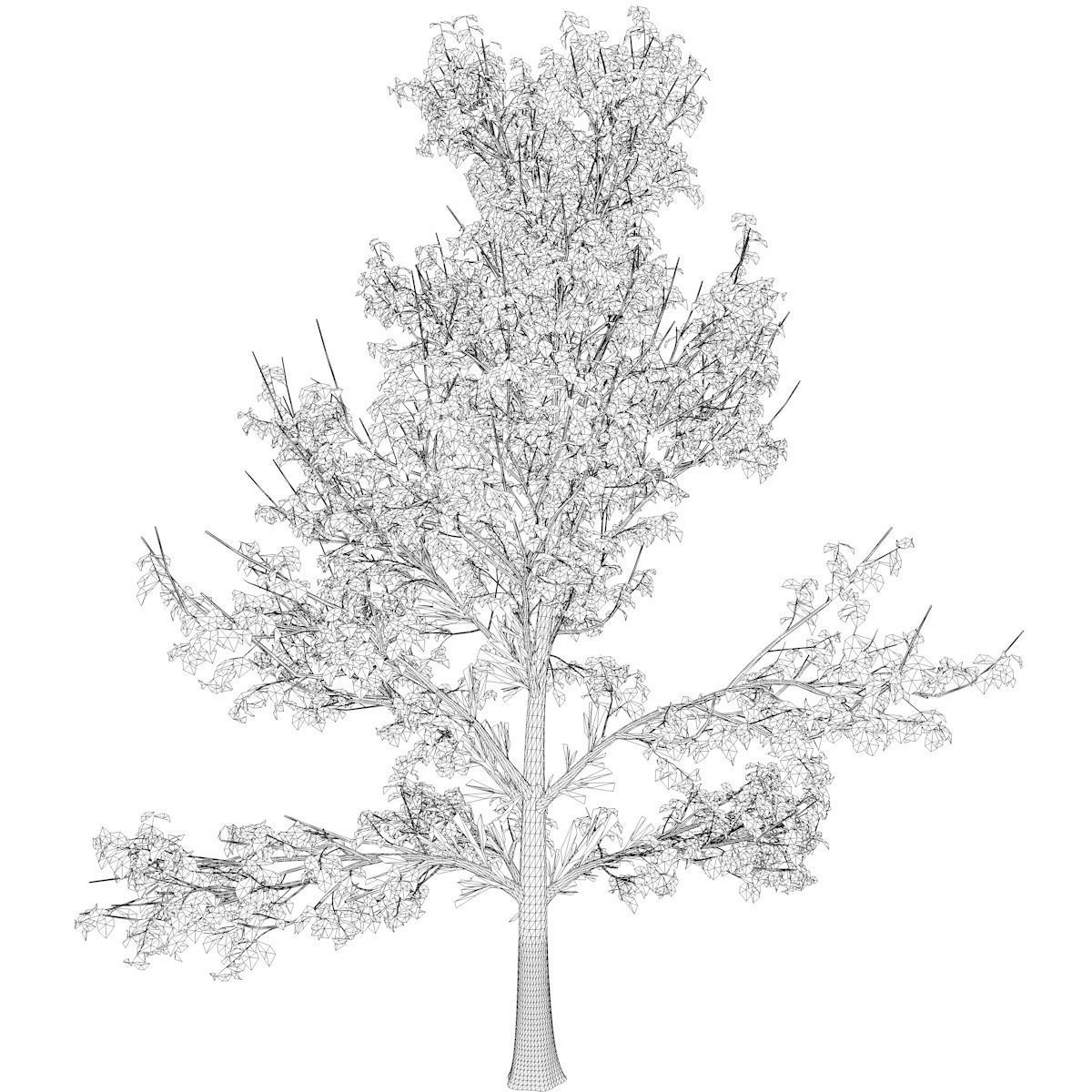 Korean Stewartia Tree - 10 - 3D model_2