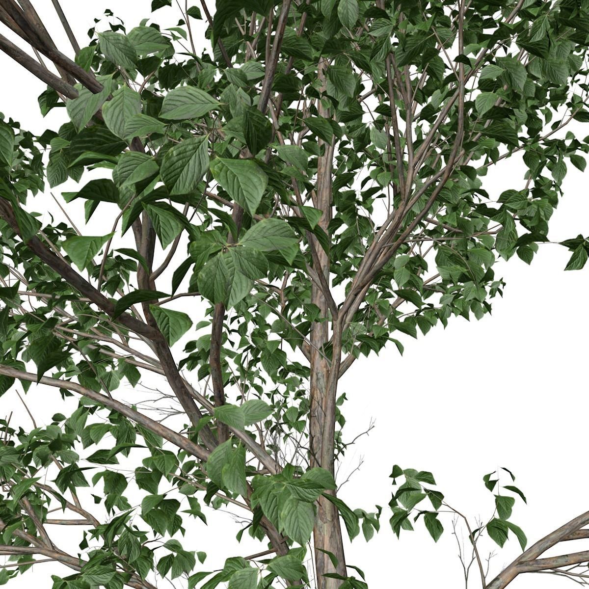 Korean Stewartia Tree - 10 - 3D model_3
