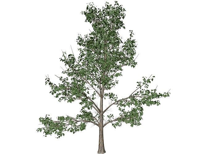 Korean Stewartia Tree - 10 - 3D model