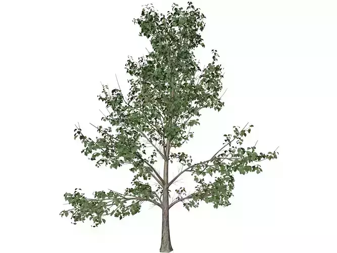 Korean Stewartia Tree - 10 -