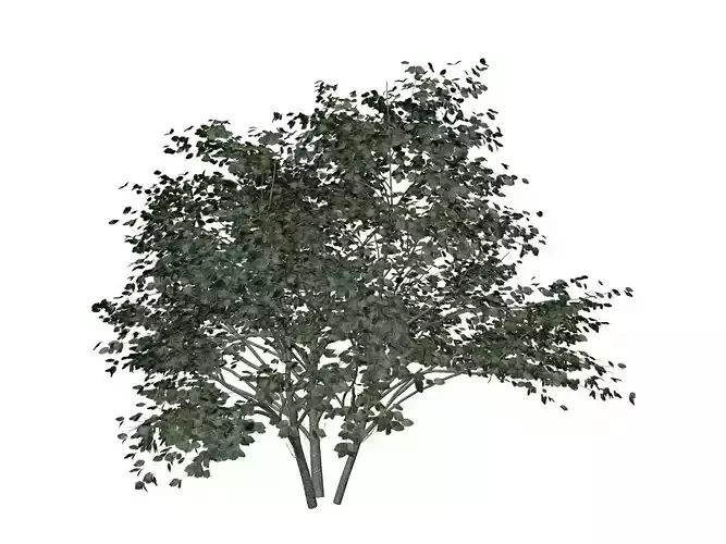 Kousa Dogwood Tree - 01 -