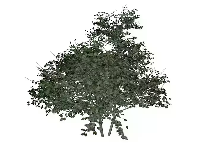 Kousa Dogwood Tree - 02 -