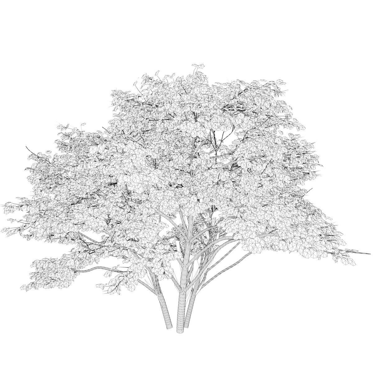 Kousa Dogwood Tree - 03 - 3D model_2