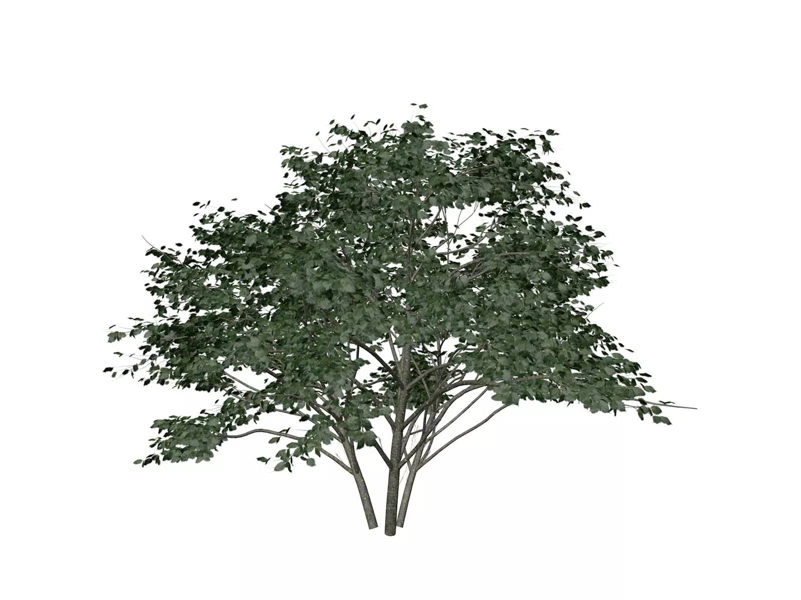 Kousa Dogwood Tree - 03 - 3D model_0